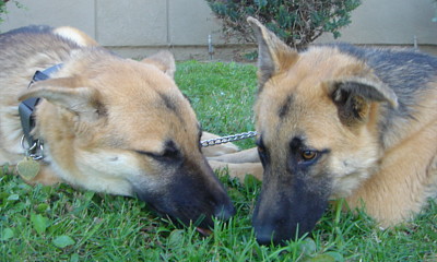 justin and thad 3